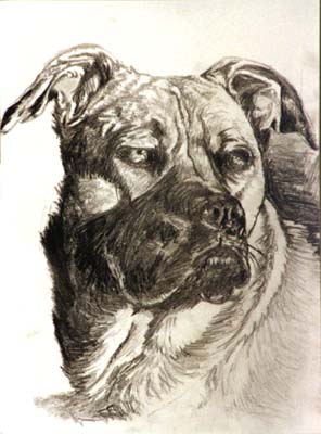 Pencil Drawing, Muttley on Watch.